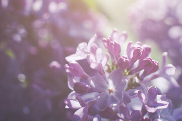 Macro shots of purple lilac buds, soft focus.