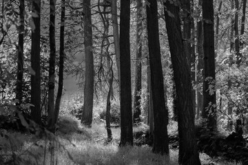 Beautiful Woodland scene in black and white