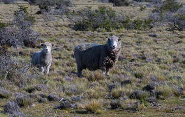 sheep with lamb in the field of Patagonia 