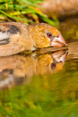 Hawfinch, Coccothraustes coccothraustes, Forest Pond, Mediterranean Forest, Castile and Leon, Spain, Europe