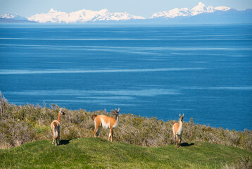 group of lama guanaco with Magellan straight and ever white mountains of fire land 