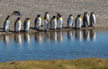 king penguin colony sunbathing on the beach 