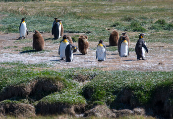 group of mature and teenager king penguins on the ocean bank 