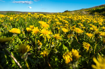 landscape of field of dandelions under sun in Fire land Chile 