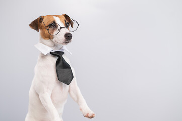 Jack russell terrier dog with glasses and tie on white background. Copy space
