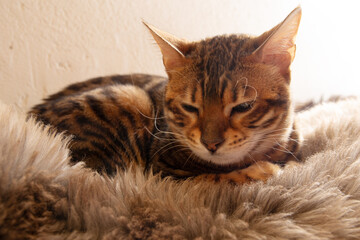 Cute small tabby Bengal kitten sits on the couch, copy paste concept, soft focus