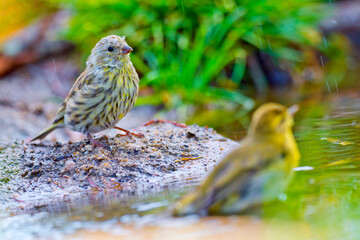 Serin, Serinus serinus, Forest Pond, Mediterranean Forest, Castile and Leon, Spain, Europe