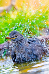 Blackbird, Turdus merula, Forest Pond, Mediterranean Forest, Castile and Leon, Spain, Europe