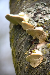 Baumpilze am Stamm eines Kirschbaumes