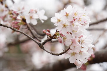 桜