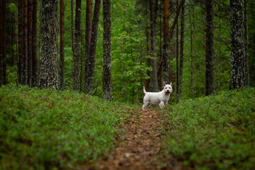 white west high white terrier dog walks in the woods, selective focus
