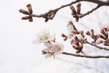 桜