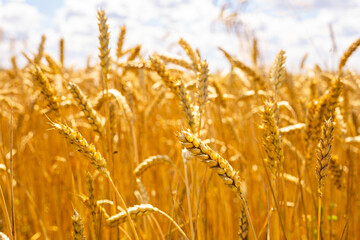 harvest of golden ripe ears full of grains in field