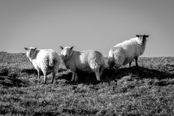 Three sheep in the field