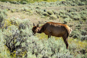 elk in the mountains of yellowstone