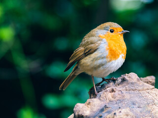 Fototapeta premium Robin perched on tree branch - close up