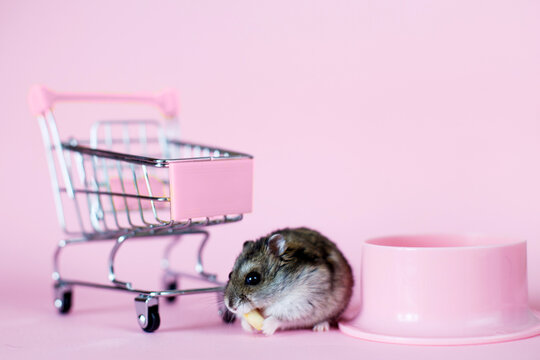 Funny Djungarian hamster with children's empty shopping cart eating nut near his bowl on pink background