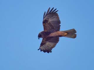 Western Marsh-harrier flying against the blue sky (Circus aeruginosus)