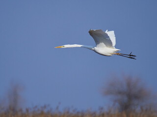 big white egret flying against the blue sky (ardea alba)
