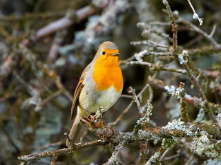 european robin (Erithacus Rubecula)