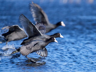 agitated coots on the lake in spring (fulica atra)