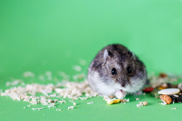 A cute Djungarian dwarf hamster eats dry grain feed. isolated on green background