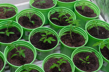 Tomato seedlings in green pots with soil at home on the windowsill
