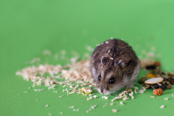 A cute Djungarian dwarf hamster eats dry grain feed. isolated on green background