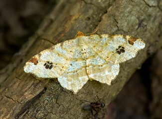 Brimstone moth (Opisthograptis luteolata) in natural habitat