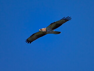 Honey buzzard (Pernis apivorus) flying against theblue sky , bird from falcon group
