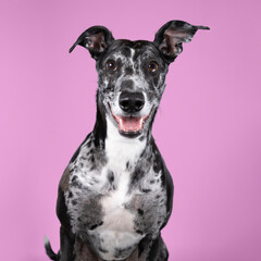 Studioshot of a black grey and white lurcher a type of sighthound which is a mixed greyhound or whippet against a pink background
