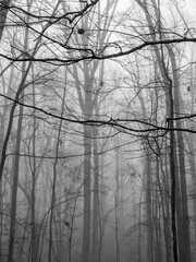 foggy morning in the forest in monotone