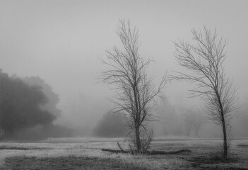 morning in the forest
