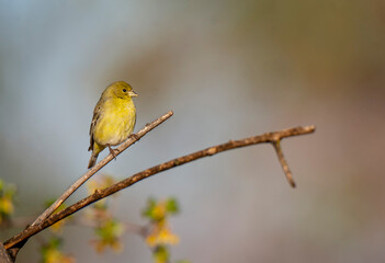 female lesser on a branch