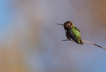 hummingbird on a branch