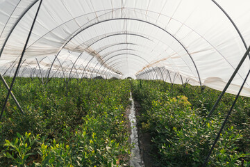 Fruit greenhouses ready for planting and harvesting. raspberries and blueberries. Agriculture. Healthy food.