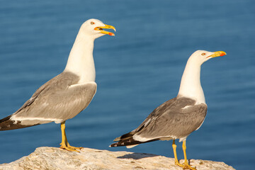 Fototapeta na wymiar two seagulls standing on a rock in front of the blue ocean