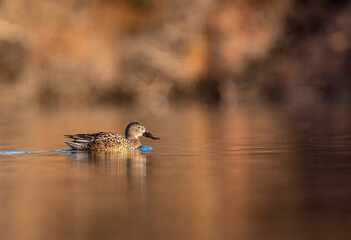 Northern Shoveler female in the water