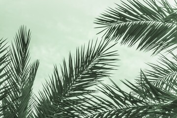 Obraz premium Tropical tourism paradise palms in sunny summer sun green sky. Sun light shines through leaves of palm. Beautiful wanderlust travel journey symbol for vacation trip to southern holiday dream island