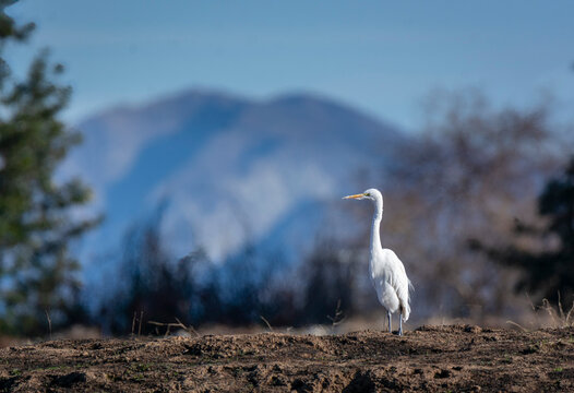 Gret Egret in the field