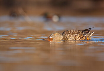 Northern Shoveler female