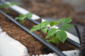 Fruit greenhouses ready for planting and harvesting. raspberries and blueberries. Agriculture. Healthy food.