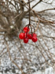 red berries in snow