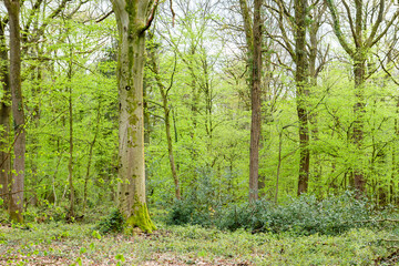 Green springtime forest