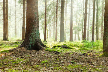 Green mossy forest