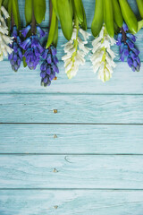spring- blooming blue and white hyacinths on a blue wooden background with copy space perfect for seasonal greetings and easter - 422528809