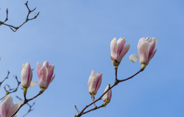 Beautiful branch of pink white Magnolia Soulangeana Alexandrina flower on blue sky background in spring Arboretum Park Southern Cultures in Sirius (Adler) Sochi. Selective close-up focus
