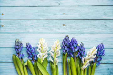 spring- blooming blue and white hyacinths on a blue wooden background with copy space perfect for seasonal greetings and easter - 422528898