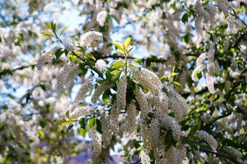 Blooming white bird cherry in April. Beauty is in nature.