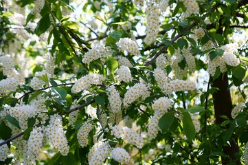 Blooming white bird cherry in April. Beauty is in nature.